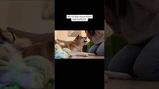 91_#VoiceEffects #akita #funnyvideo #akitainu #japaneseakita #viral #dog