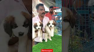 Shrirampur Pet Market Kolkata /Kolkata Lowest price puppy dog/Gallif Street dogs/Kolkata dog market