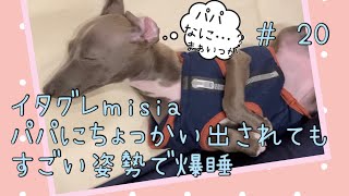 13日目⭐︎パパに妨害されても起きないイタグレmisia 【生後80日】【イタリアングレーハウンドの】【子犬】【イタグレ】【イタグレパピー】