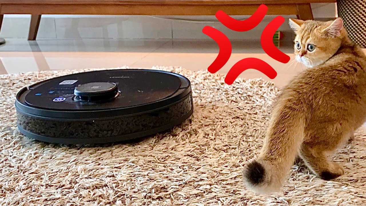 Kitten First Reaction To Robot Vacuum Cleaner | Cute British Shorthair ...