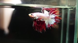 TOP 9 MOST BEAUTIFUL CROWNTAIL BETTA FISH EVER! (From MoMo Bettas USA)