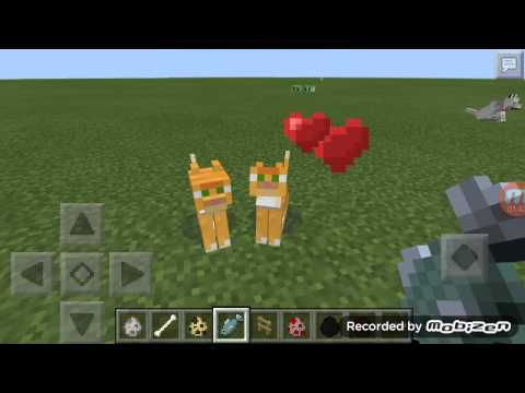 How to tame a wolf or an ocelot in minecraft pe How to tame a wolf or an ocelot in minecraft pe