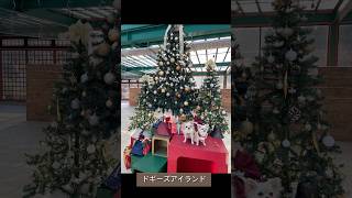 ２０年前のクリスマスツリーが可愛くなりました#犬との暮らし#子犬