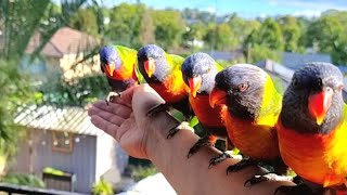 Fully Armed with LORIKEETS!!!🌈🦜🦜🦜❤️🧡💛💚💙😂🤣