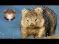 Qué Pasa con los Wombats
