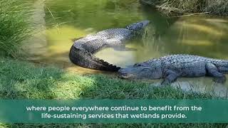 World Wetlands Day 2025