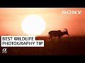 Best Wildlife Photography Tip: Staying Patient | a7R III | Sony Alpha Universe