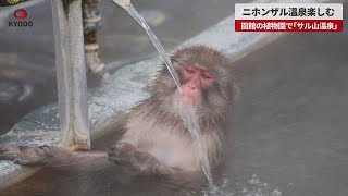 【速報】ニホンザル温泉楽しむ 函館の植物園で「サル山温泉」