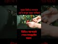 কাঁচা মরিচের ইতিহাস shorts morich মরিচের watch full video https youtu.be ddydadrz1nw