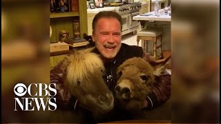 Arnold Schwarzenegger practices "social distancing" with donkey and pony