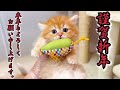 【マンチカンの子猫】★謹賀新年★本年も子猫共々よろしくお願い申し上げますな件 ～猫のいる生活vol.1064～出産動画 マンチカン短足・ミヌエット・ペルシャ猫専門ブリーダー『ペット蔵人』子猫の成長記録