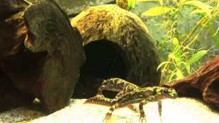 TRITURUS MARMORATUS | MARBLED NEWTS | HD [2]