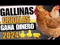 Evita errores al invertir en gallinas criollas