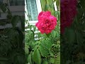 Rose flower 玫瑰花 Bunga ros バラの花🇮C.N Channel