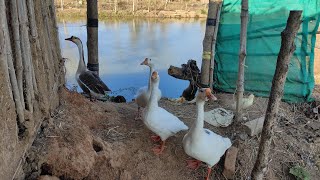 swan duck and hatching of eggs/राजहंस बत्तख और उसकी देखभाल