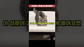 고양이는 캣닢을 왜 좋아할까 #고양이 #동물 #shorts