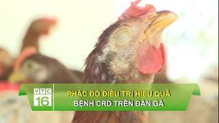 Phác đồ điều trị hiệu quả bệnh CRD trên đàn gà | VTC16