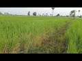 land for sale ដីស្រែលក់បន្ទាន់ដីទំហំ10a