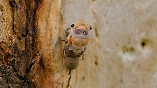 Cicada emerging from shell timelapse
