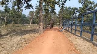 hathi ramkola tamor pingla park(4)