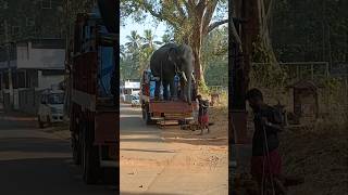 ഉത്സവം കളർ ആക്കാൻ അവൻ എത്തി ❤️🐘🐘