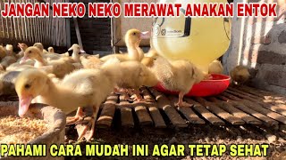 JANGAN SALAH CARA MERAWAT ANAKAN ENTOK, PAHAMI CARA MUDAH INI