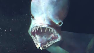 If You’re Afraid Of The Sea Don’t Watch This Video! [Part 2]