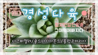 6월4일.오후영상.다크파멜라/골드다이아몬드/마리아복륜금/블랑코마리아