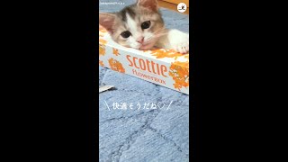 ティッシュ箱にすっぽり入った子猫ちゃん♪ 居心地の良さに、まぶたもだんだん重くなってきて…zzZ #Shorts