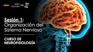 Introducción a la neurofisiología