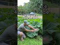 woah is that plant just for one giant pumpkin 🎃🌱