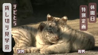 【休園日特別企画「チビとら貸し切り見学会」】東武動物公園ホワイトタイガー赤ちゃん　2025年1月28日　③