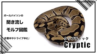 ボールパイソンの聞き流し モルフ図鑑 クリプティック Cryptic