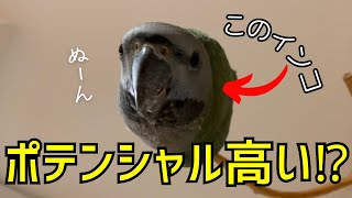 ぽってりおっ鳥なオオダルマインコのジコ坊は意外にも〇〇〇だった！