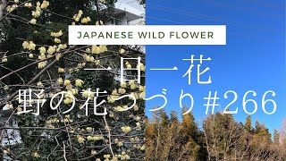 2月28日、また香りの良い花を見つけました、木の花、紹介します。seasonal Japanese wild flower