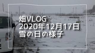 滋賀県高島市みのり農園の畑Vlog12月17日撮影です。雪が積もった畑の様子と、雪の日の作業風景をご紹介します