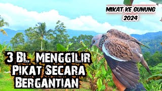 3 BL Menggil1r Pikat Secara Bergantian || Edisi Mikat Ke Gunung 2024