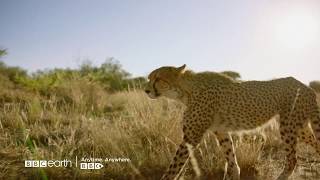 Animal Impossible | BBC Earth | BBC Player