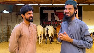 The Cattle Land | Sir Daniyal (full interview) | Muzammil bhai Aq Cattle farm |