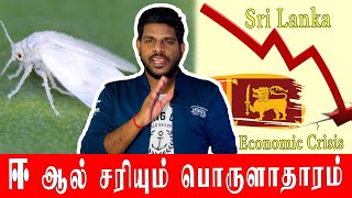 ஈ ஆல் அழியப்போகும் இலங்கையின் விவசாயம், விவசாயிகள் கவலை | Coconut White Fly | KARTHIK Highlights