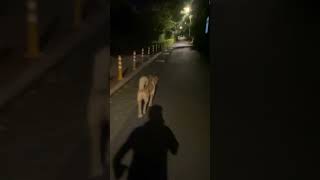 陌生狗狗陪跑步 （Run with dog）