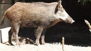 小屋に行ったイノシシ Central European wild boar 2018 0630