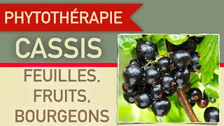 Le cassis en phytothérapie