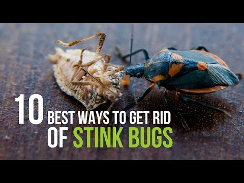 10 Best Ways to Get Rid of Stink Bugs 10 Best Ways to Get Rid of Stink Bugs
