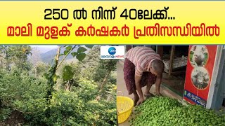 Mali Chilli Price in Kerala | 250 ൽ നിന്ന് 40ലേക്ക്... മാലി മുളക് കർഷകർ പ്രതിസന്ധിയിൽ വില ഇടിഞ്ഞു