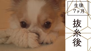 【子犬チワワ】抜糸後の様子 / 避妊手術後｜生後7ヶ月