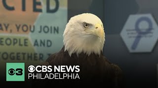 Noah the Eagle celebrates 10 years as Philadelphia Eagles live mascot