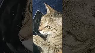 miss பண்ணிட்ட மச்சான் நீ/cute cat video/comedy scene/ pet animal/#catlover #cat #cuteanimal