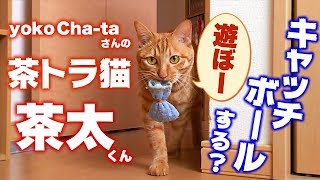 キャッチボールする猫が可愛い！yoko Cha-ta さんの茶トラ猫 茶太くんを紹介！チャンネル登録3000人記念企画