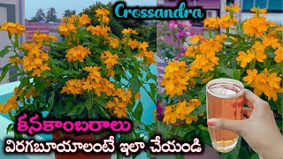 Tips to Get More Blooms in Crossandra Plant | కనకాంబరాలు బాగా పూయాలంటే తప్పకుండా ఇలా చేయండి